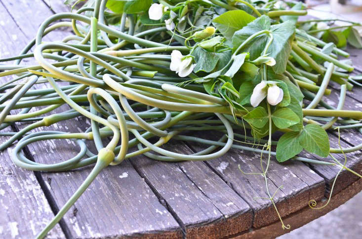 Seattle Urban Farm Company, Garlic and Pea Vine Trimmings, Gardenista